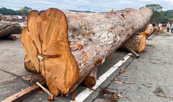 人吉支店素材部のようす